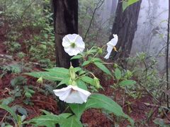 Lycianthes rzedowskii