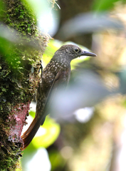 Xiphorhynchus triangularis