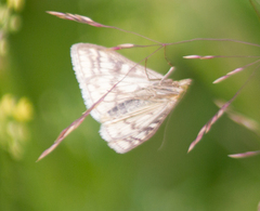 Sitochroa verticalis