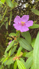 Melastoma septemnervium