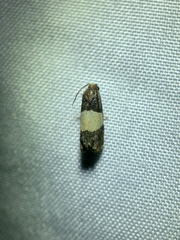 Epiblema tripartitana