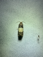 Epiblema tripartitana