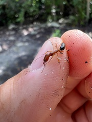 Odontomachus insularis