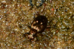 Bembidion striatum