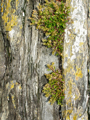 Lepidium oligodontum