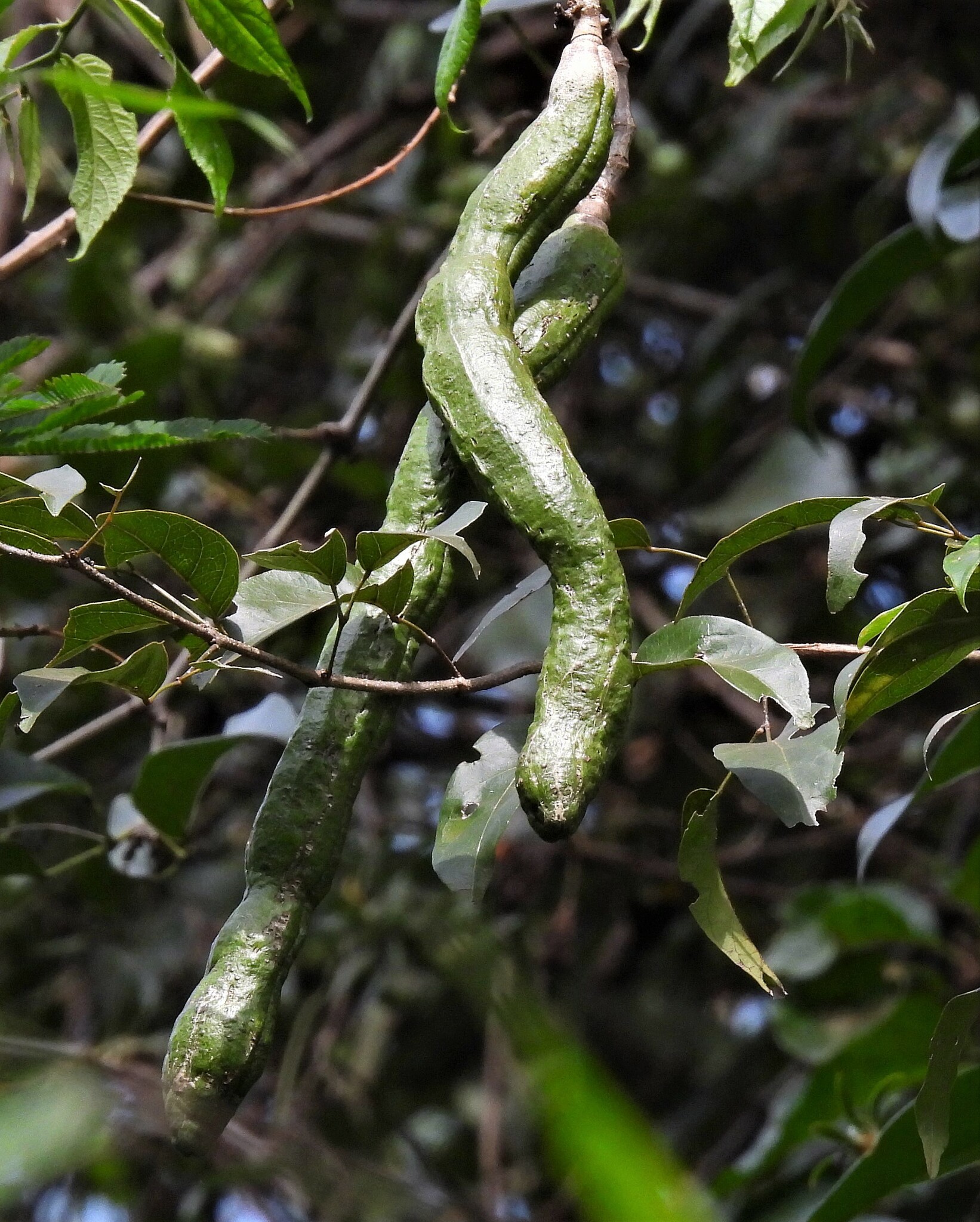 Mansoa difficilis