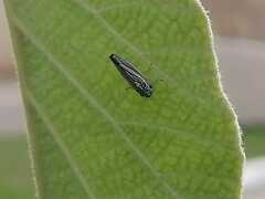 Graphocephala hieroglyphica