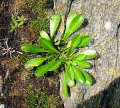 Lepidium oligodontum