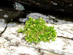 Lepidium oligodontum