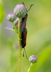 Zygaena viciae
