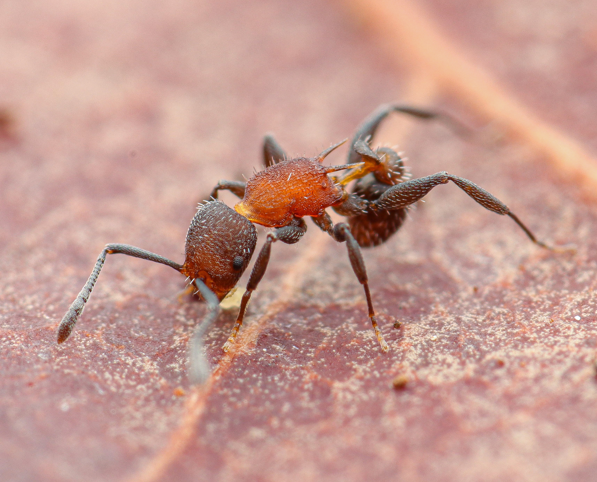 Temnothorax pastinifer