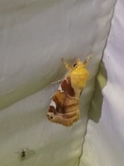 Cosmia diffinis