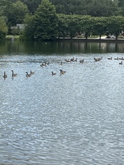 Branta canadensis image