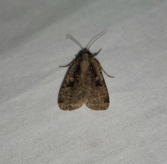 Eueretagrotis sigmoides