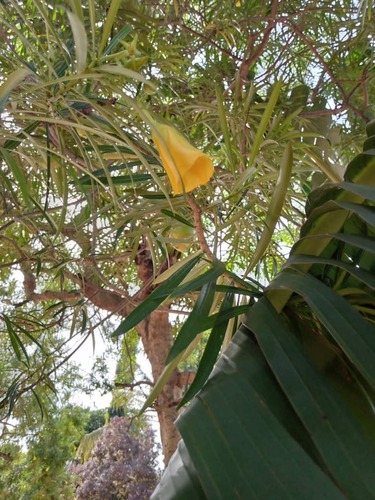 Be-still tree