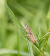 Chorthippus apricarius