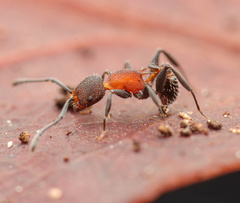 Temnothorax pastinifer