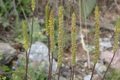 Plantago maritima serpentina