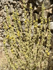 Verbascum adeliae