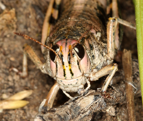 iNaturalist observation photo of Slow Mountain Grasshopper