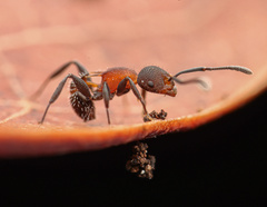 Temnothorax pastinifer