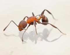 Temnothorax pastinifer