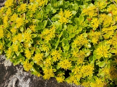 Phedimus kamtschaticus