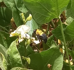 Xylocopa modesta