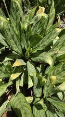 Aglaonema commutatum