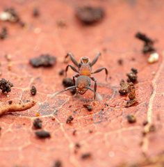 Temnothorax pastinifer