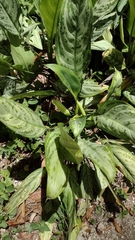 Aglaonema commutatum