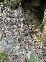 Hylodesmum nudiflorum