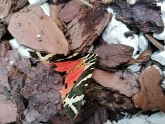 Euplagia quadripunctaria