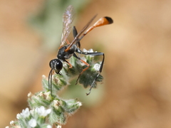 Ammophila