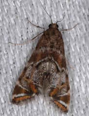 Petrophila confusalis