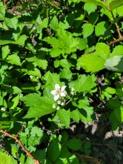 Rubus procerus