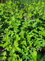 Rubus procerus