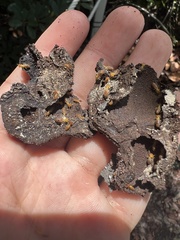 Nasutitermes rippertii