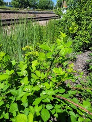 Rubus procerus