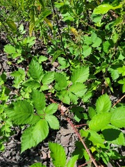 Rubus procerus