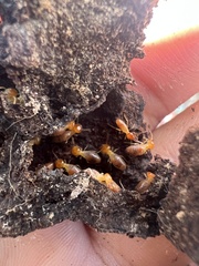 Nasutitermes rippertii