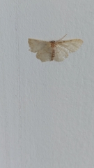 Idaea fuscovenosa
