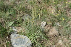 Plantago maritima serpentina