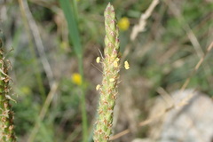 Plantago maritima serpentina