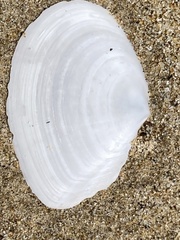 Rexithaerus secta