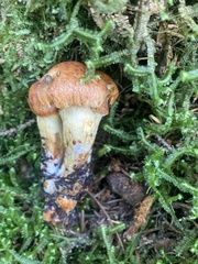 Aureonarius limonius