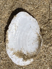 Rexithaerus secta