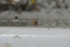 Dicranotropis divergens