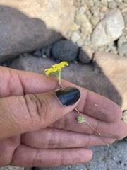 Lagophylla glandulosa