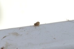 Dicranotropis divergens